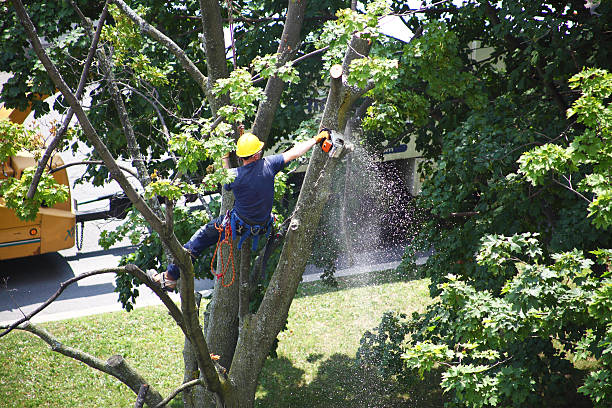 Best Tree Removal Service  in USA